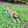 Oris, femelle croisée berger, née le 14/07/2025 🐶