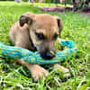 Oris, femelle croisée berger, née le 14/07/2025 🐶