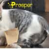 PROSPER