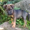 KOALY, chiot femelle Berger Créole