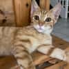 PHEBUS, chaton mâle type européen