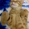 PHEBUS, chaton mâle type européen