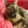SPHINXY, chat femelle européen