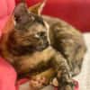SPHINXY, chat femelle européen