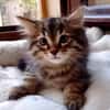 TOBBY