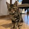 Zazou