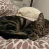 Zazou