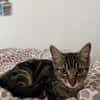 Zazou