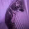 Pito