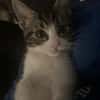 Willow