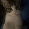 Willow