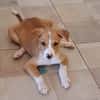 ZÉLIE, chiot femelle Berger Créole