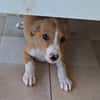ZÉLIE, chiot femelle Berger Créole