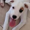 ARCHIE, chiot mâle Berger Créole