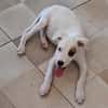 ARCHIE, chiot mâle Berger Créole
