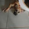 Anuka, femelle berger, née le 15/06/2025 🐶