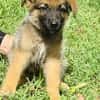 Felpo, mâle croisé berger, né le 01/08/2025 🐶