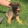 Felpo, mâle croisé berger, né le 01/08/2025 🐶