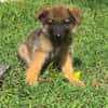Felpo, mâle croisé berger, né le 01/08/2025 🐶