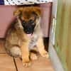 Felpo, mâle croisé berger, né le 01/08/2025 🐶