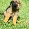 Felpo, mâle croisé berger, né le 01/08/2025 🐶