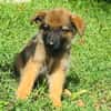 Felpo, mâle croisé berger, né le 01/08/2025 🐶