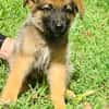 Felpo, mâle croisé berger, né le 01/08/2025 🐶