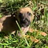 Rolly, femelle croisée berger, née le 01/08/2025 🐶