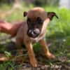 Rolly, femelle croisée berger, née le 01/08/2025 🐶