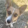 Tanja Corgi Mix 3 Jahre 30 cm