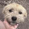 Peggy mit den Knopfaugen sucht Familie