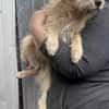 Peggy mit den Knopfaugen sucht Familie