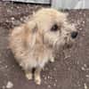Peggy mit den Knopfaugen sucht Familie