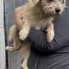 Peggy mit den Knopfaugen sucht Familie