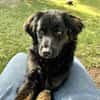 Zuckerknopf Bailey sucht seine Familie