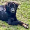 Zuckerknopf Bailey sucht seine Familie