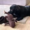 Zuckerknopf Bailey sucht seine Familie