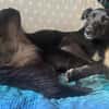 Inanna aus Viersen sucht ein Zuhause!