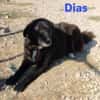 Dias - freundlich und ruhig