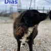 Dias - freundlich und ruhig