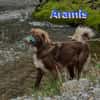 Aramis - lernwilliger Rüpel