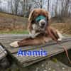 Aramis - lernwilliger Rüpel