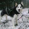 FELIX 2 ist liebenswert und freundlich