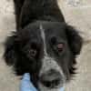 Pina eine Seele von Hund / 82284