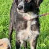Pina eine Seele von Hund / 82284