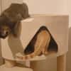 Mimmo sucht ein Zuhause
