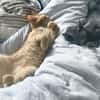 Mimmo sucht ein Zuhause