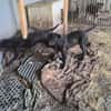 Freundliche MARA sucht Zuhause