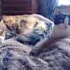 Traumkaterchen Brodino sucht Zuhause
