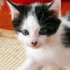 Katzenkind Luis